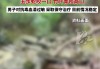 2025 年属蛇人学业发展:测算流年运势www.jixiangqiming.vip：-安徽一男子走路时踩中2条正在打架的蛇：被五步蛇咬一口，被竹叶青咬两口