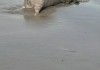 广东阳江一海滩出现死猪？当地回：未发现此类情况，视频真实性和发现地点存疑
