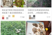 八字看事业:在线测算运势www.jixiangqiming.vip：-“深夜采菌人”涌去西溪湿地，景区多平台发出公告：严禁采摘