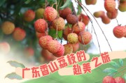 夏威夷首棵荔枝树，珠海人种的！