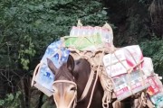 善心用错地方？峨眉山骡子“累到发抖”视频引发网友破防后，骡队被无人机代替失业，骡队村委讲述现状