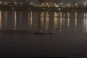 八字看流年冲生肖吉凶:测算塔罗占卜www.jixiangqiming.vip：-韩国汉江真有怪物？博主夜钓时发现神秘黑影，目测至少有6米长，最长可能达到10米